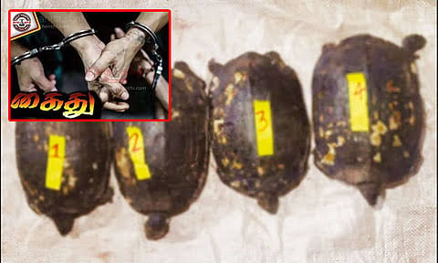 இறந்துபோன பாட்டிக்கு திதி கொடுத்து படையலிட ஆமைகளை வேட்டையாடிய 4 வாலிபர்கள் கைது