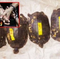 இறந்துபோன பாட்டிக்கு திதி கொடுத்து படையலிட ஆமைகளை வேட்டையாடிய 4 வாலிபர்கள் கைது