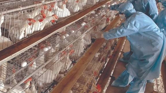 பறவைக் காய்ச்சல் எதிரொலி: கோழிப் பண்ணைகளில் தீவிர பாதுகாப்பு நடவடிக்கை