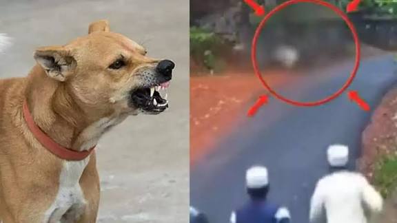 வி.கே.புரத்தில் 14 பேரை கடித்து குதறிய தெரு நாய்