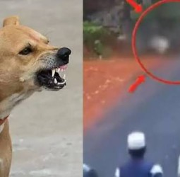 வி.கே.புரத்தில் 14 பேரை கடித்து குதறிய தெரு நாய்