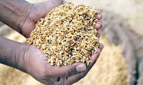 விதைநெல்!