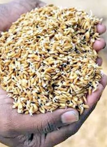 விதைநெல்!