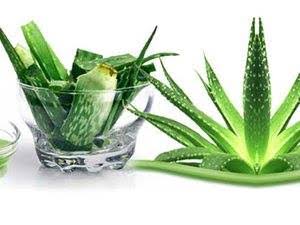 கர்ப்பப்பை பிரச்சனைகளுக்கு தீர்வு தரும் கற்றாழை!