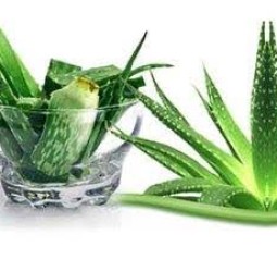 கர்ப்பப்பை பிரச்சனைகளுக்கு தீர்வு தரும் கற்றாழை!