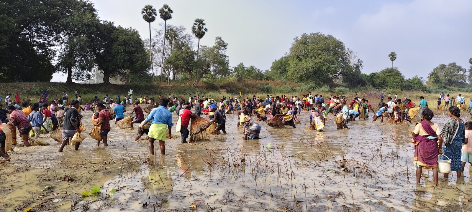 மார்க்கண்டேயன்பட்டி தாமரை கண்மாயில் நேற்று மீன்பிடித் திருவிழா
