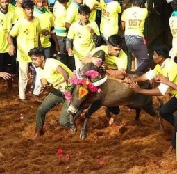 மாதாகோட்டையில் ஜல்லிக்கட்டு : 35 பேர் காயம்