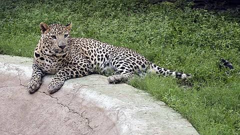 கோத்தகிரியில் சிறுத்தை தாக்கி ஐ.டி. ஊழியர் படுகாயம்