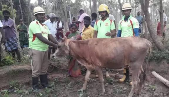 நெடுஞ்சாலைத்துறை வாறுகாலில் விழுந்த பசு மாடு
