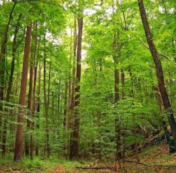 இலையுதிர் மரங்கள் !