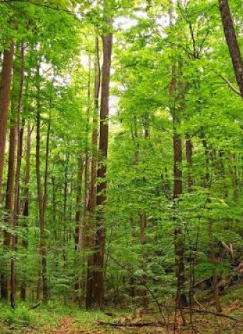 இலையுதிர் மரங்கள் !