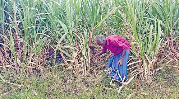 காஞ்சி, செங்கை மாவட்டங்களில் குறைந்து வரும் கரும்பு சாகுபடி!