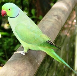 ஜோதிடக்கிளியின் நக்கல்