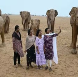 மரக்குச்சிகளால் உருவாக்கப் பட்ட யானைகள்