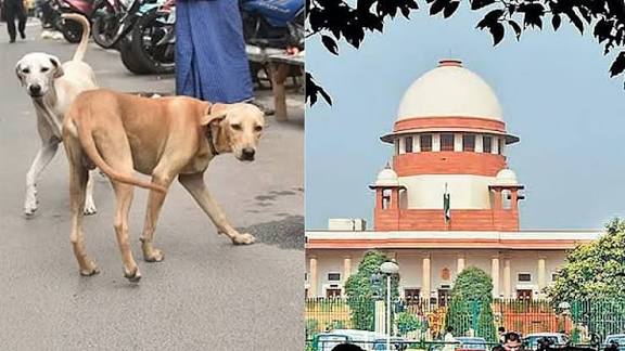தெருநாய்களை கட்டுப்படுத்துவதில் மாநில அரசுகள் தீவிரம் காட்ட வேண்டும்: சுப்ரீம் கோர்ட் அதிரடி உத்தரவு