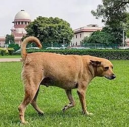 தெருநாய்கள் விவகாரம்: மாநில அரசுகளின் செயல்பாடுகள் மீது சுப்ரீம் கோர்ட்டு அதிருப்தி