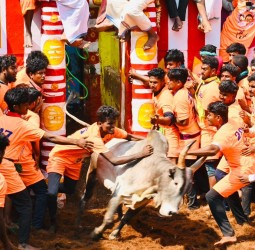 அலங்காநல்லூரில் நேற்று நடந்த ஜல்லிக்கட்டில் காளைகளை அடக்கிய இளைஞர்களை முதல்வர் ஸ்டாலின் வாழ்த்தினார்