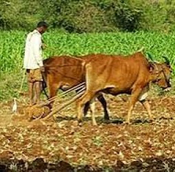 ஏரும் எருதும்