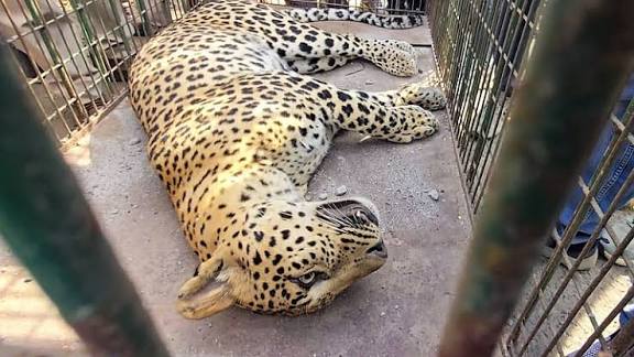 நாசிக்: சிறுத்தை தாக்கியதில் விவசாயி பலி! அவருடன் கிணற்றில் விழுந்த சிறுத்தையும் இறந்தது!