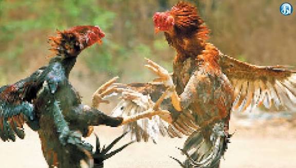 ஆந்திராவில் சங்கராந்தி பண்டிகையை முன்னிட்டு ரூ.2.5 கோடி பந்தயத்துக்காக தயாரான சண்டை சேவல்கள்: 3 நாட்களுக்கு அறை வாடகை ரூ.1 லட்சம்