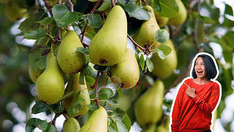 இனி சர்க்கரை நோயைப் பற்றி கவலை வேண்டாம்.. 'பேரிக்காய்' இருக்க பயமேன்?