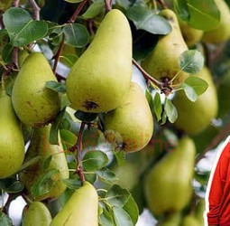 இனி சர்க்கரை நோயைப் பற்றி கவலை வேண்டாம்.. 'பேரிக்காய்' இருக்க பயமேன்?