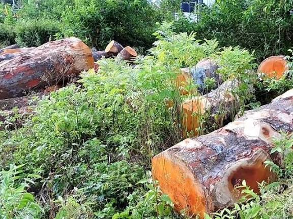 கொடைக்கானலில் சட்டவிரோதமாக மரம் வெட்டிய விவகாரம்: அதிகாரிகள் இடைநீக்கம்