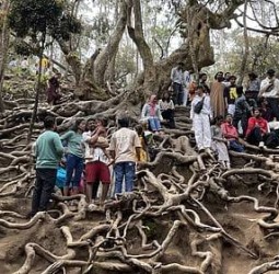 கொடைக்கானல்: ஜன.12 முதல் வனத்துறை சுற்றுலா இடங்களுக்கு நுழைவுக் கட்டணம் ஆன்லைனில் மட்டுமே வசூல்!