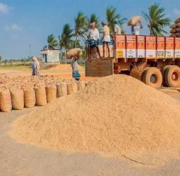 விருதுநகர் மாவட்டத்தில் நேரடி நெல் கொள்முதல் நிலையம் 19 இடங்களில் திறப்பு