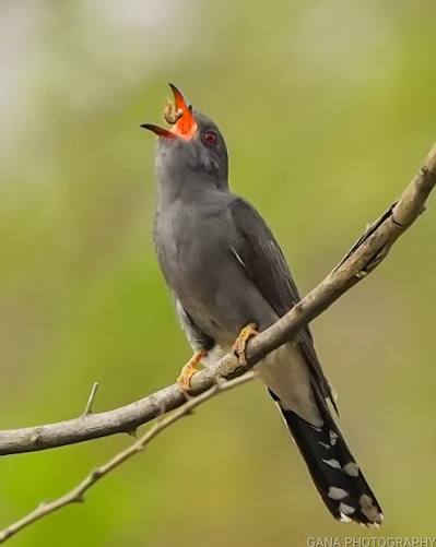 ஞானக்கூக்கூ...