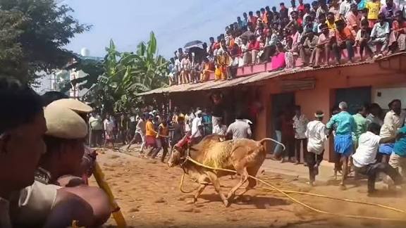 காளை முட்டியதில் இளைஞர் உயிரிழப்பு