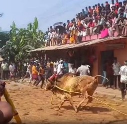 காளை முட்டியதில் இளைஞர் உயிரிழப்பு