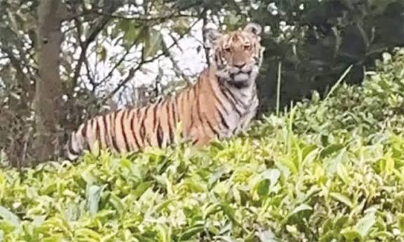 தேயிலை தோட்டத்தில் புலி நடமாட்டம்; டிரோன் மூலம் வனத்துறை தீவிர கண்காணிப்பு