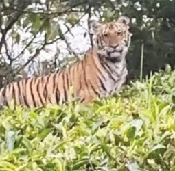 தேயிலை தோட்டத்தில் புலி நடமாட்டம்; டிரோன் மூலம் வனத்துறை தீவிர கண்காணிப்பு