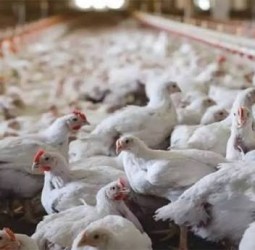 பறவை காய்ச்சல் எதிரொலி: கேரளாவில் இருந்து நீலகிரிக்கு கோழிகள் கொண்டு வர தடை