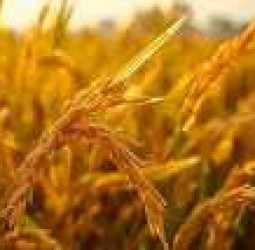 சீனாவை பின்னுக்கு தள்ளி அரிசி உற்பத்தியில் இந்தியா முதலிடம்