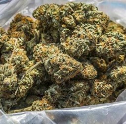 புதுச்சேரிக்கு கஞ்சா கடத்தி வந்தவர் கைது