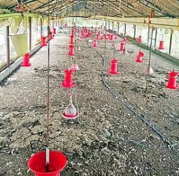 கறிக்கோழி பண்ணைகளில் உற்பத்தி நிறுத்தம்: திருப்பூர், கோவையில் போராட்டம் தீவிரம்