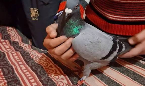 கால்களில் மோதிரம்.. இறக்கையில் முத்திரை.. ஜம்முவில் பாகிஸ்தான் எல்லை அருகே பிடிபட்ட புறா