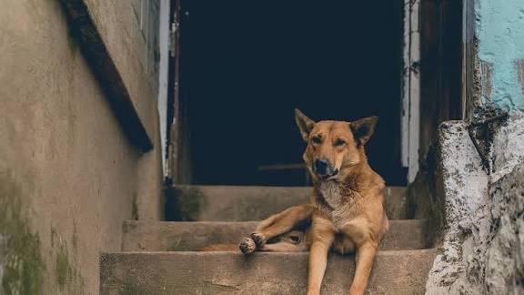 காணாமல் போன குட்டிநாய்..