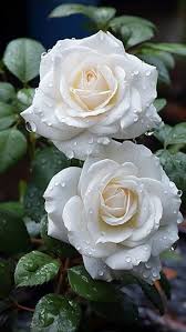 கடும் பற்று