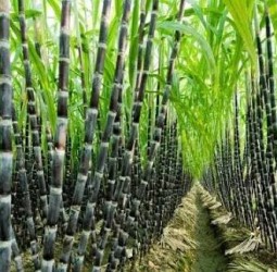 ரேஷனில் கரும்பு!