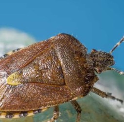 முகாரி பாடிய மூட்டைப்பூச்சி..!