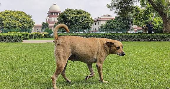 தெரு நாய்கள் கடித்து உயிரிழப்பதற்கு மாநில அரசுகள் நடவடிக்கை எடுக்காதது தான் காரணம்: சுப்ரீம் கோர்ட் குற்றச்சாட்டு