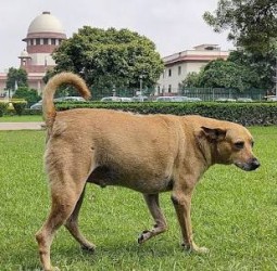 தெரு நாய்கள் கடித்து உயிரிழப்பதற்கு மாநில அரசுகள் நடவடிக்கை எடுக்காதது தான் காரணம்: சுப்ரீம் கோர்ட் குற்றச்சாட்டு