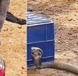 பள்ளிக்கூட பையில் பதுங்கி இருந்த விஷ பாம்பு.!