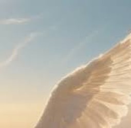 " மெல்லிய இறகுகள் "