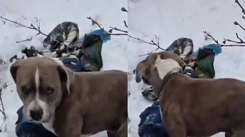 பனியில் சிக்கி உயிரிழந்த எஜமானர்களின் உடலை 4 நாட்கள் பாதுகாத்த வளர்ப்பு நாய்