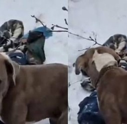 பனியில் சிக்கி உயிரிழந்த எஜமானர்களின் உடலை 4 நாட்கள் பாதுகாத்த வளர்ப்பு நாய்