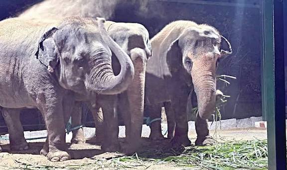 திருச்சி முகாமில் இருந்து 11 ஆண்டுகளுக்குப் பிறகு காஞ்சி திரும்பிய காமாட்சி அம்மன் கோயில் யானைகள்